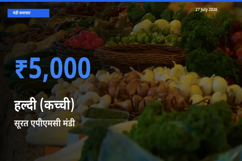 आज हल्दी (कच्ची) के सबसे ऊँचे दाम ₹5,000 सूरत एपीएमसी, गुजरात मंडी में