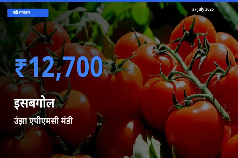 उंझा एपीएमसी, मेहसाणा, गुजरात मंडी में इसबगोल ₹12,700 पर पहुँचा – आज का सर्वोच्च भाव