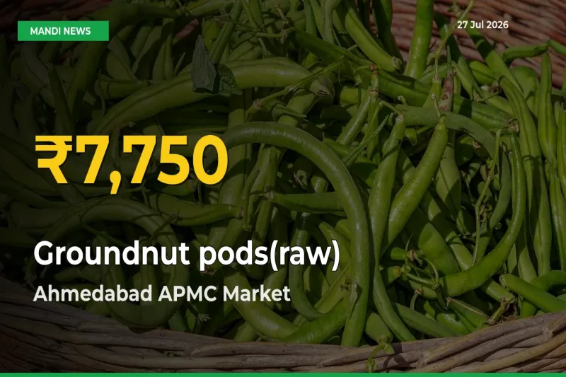 Farmers Benefit as Groundnut pods(raw) Rate Touches New High in Ahmedabad APMC, Gujarat