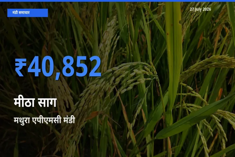 आज मीठा साग के सबसे ज़्यादा दाम मथुरा एपीएमसी, उत्तर प्रदेश मंडी में दर्ज
