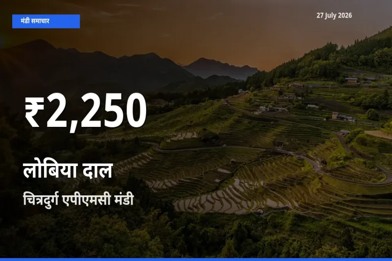 किसानों के लिए चिंता का विषय? लोबिया दाल के दाम चित्रदुर्ग एपीएमसी, कर्नाटक में 30 दिन के न्यूनतम स्तर पर