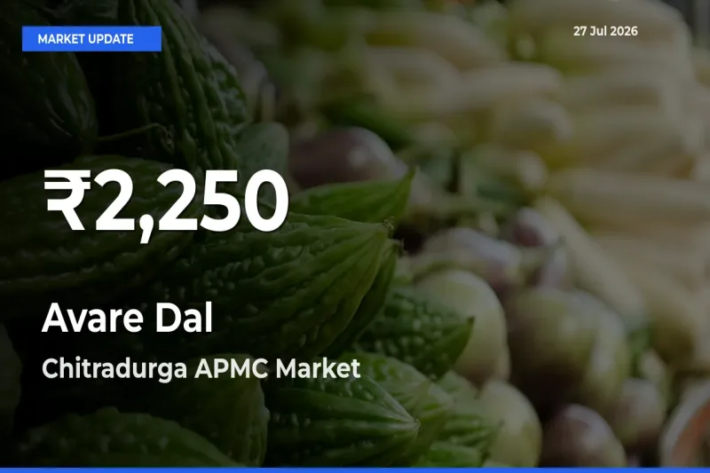 Avare Dal Hits 30-Day Low in Chitradurga APMC, Karnataka