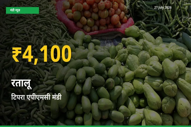 किसानों के लिए खुशखबरी! टिपरा एपीएमसी, बिलासपुर, छत्तीसगढ़ में रतालू के दाम रिकॉर्ड स्तर पर