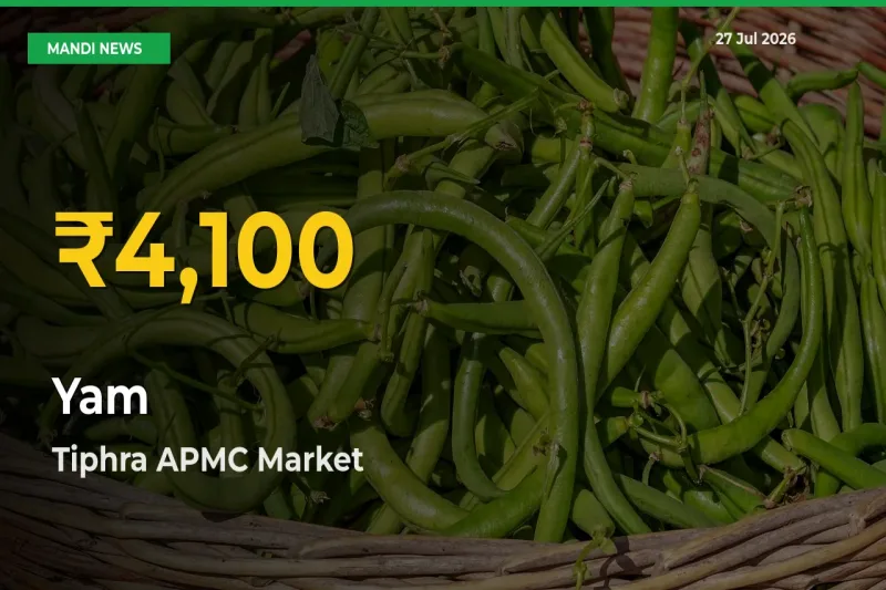 Tiphra APMC, Bilaspur, Chattisgarh Leads as Yam Hits Highest Rate – July 27 Update
