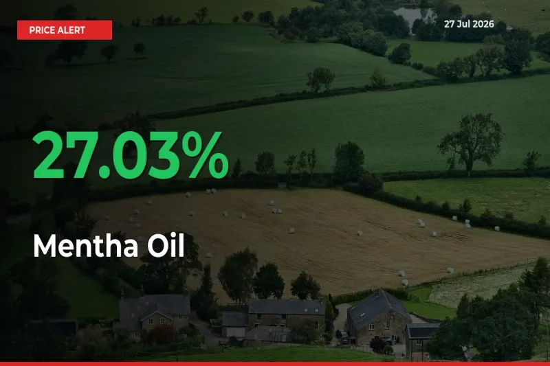 This Mandi Records 27.03% Jump in Mentha Oil Prices