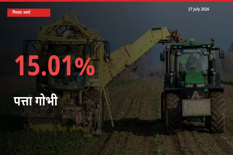 27 July अपडेट: पत्ता गोभी के दाम मंडी में 15.01% गिरे