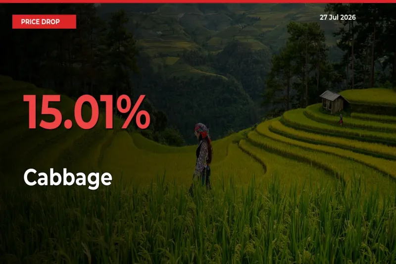 Farmers Alert as Cabbage Prices Slide 15.01% in Local Mandis
