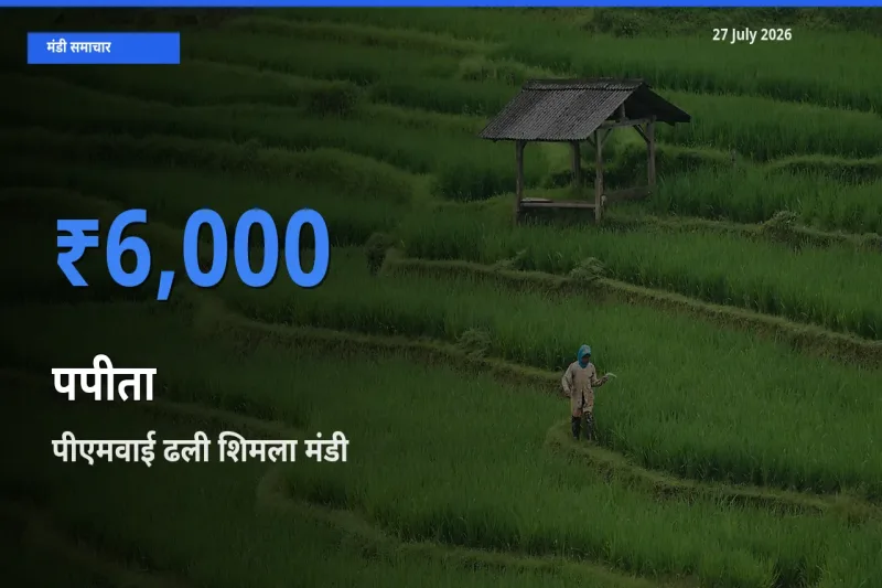 आज का मंडी भाव: पपीता के सबसे ज़्यादा दाम पीएमवाई ढली शिमला, हिमाचल प्रदेश में