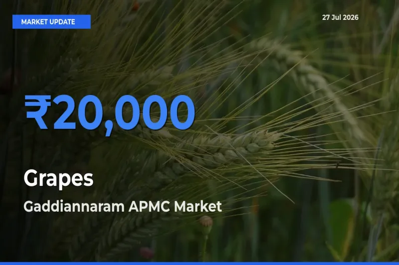 Gaddiannaram APMC, Ranga Reddy, Telangana Tops Grapes Mandi Rates Today