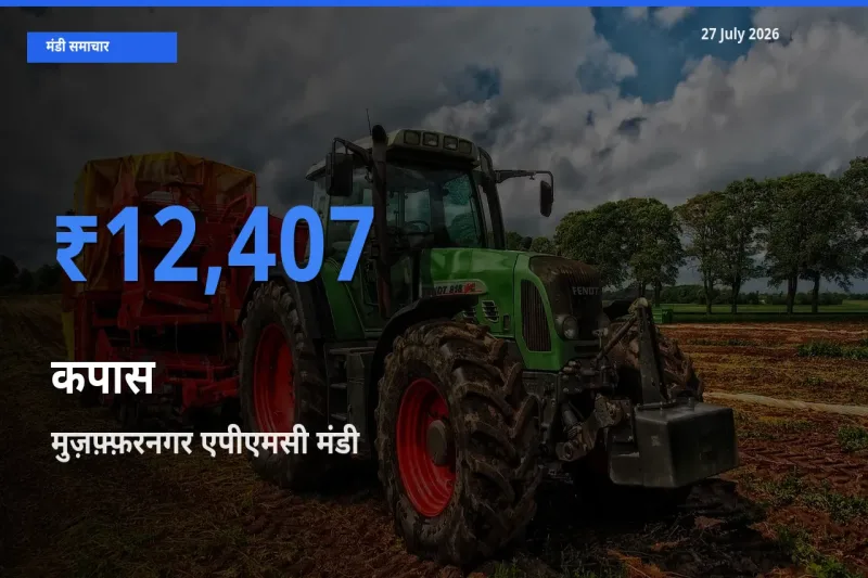 किसानों की पसंद बना मुज़फ़्फ़रनगर एपीएमसी, मुजफ्फरनगर, उत्तर प्रदेश, कपास के सबसे अच्छे दाम
