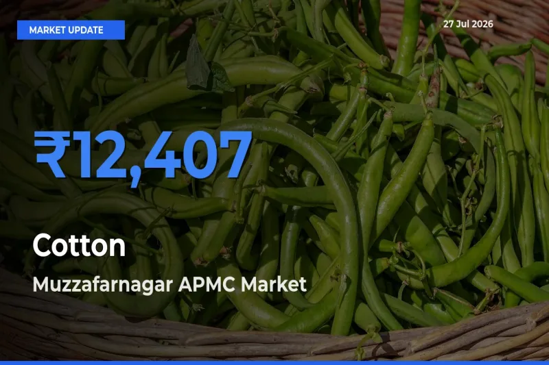 Top Performer! Muzzafarnagar APMC, Muzaffarnagar, Uttar Pradesh Offers Best Cotton Price Today
