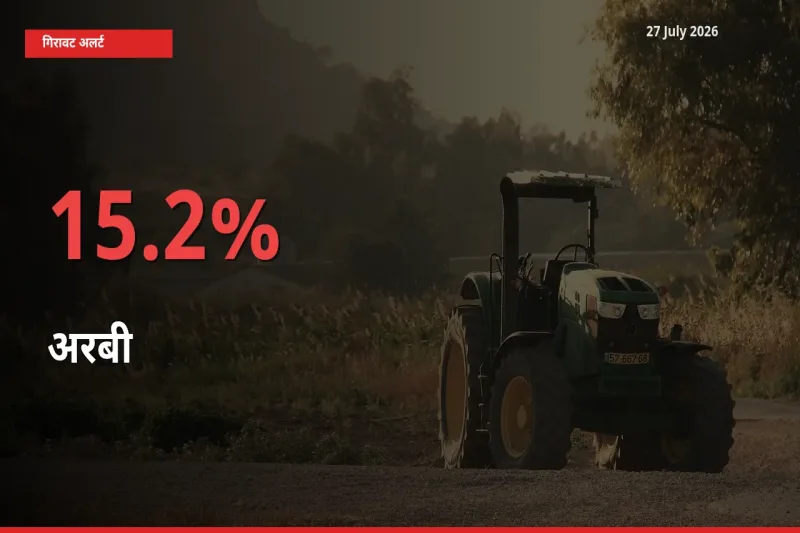 अरबी के दाम प्रमुख मंडी में 15.2% गिरे, 24 घंटे में बड़ा बदलाव