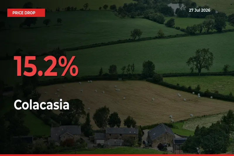 Colacasia Prices Drop 15.2% – July 27 Market Update from Mandis