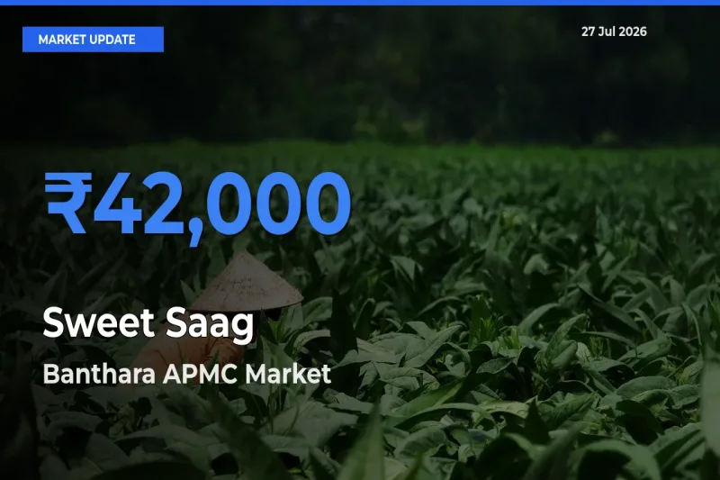 Banthara APMC, Lucknow, Uttar Pradesh Tops Sweet Saag Mandi Rates Today