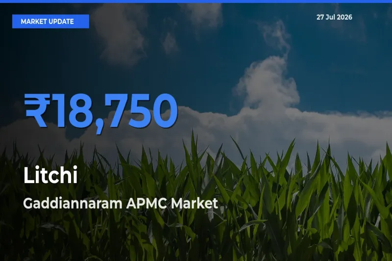 Gaddiannaram APMC, Ranga Reddy, Telangana Leads as Top Mandi for Litchi Prices