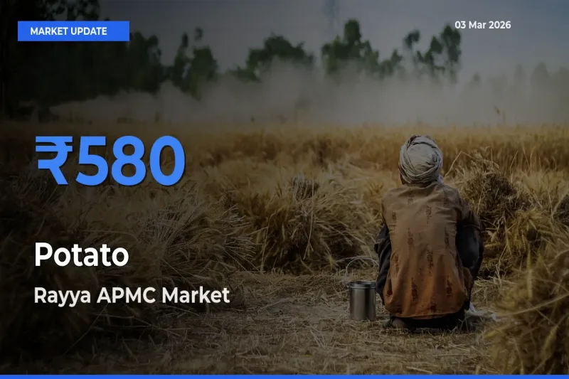 Rayya APMC Emerges as Top Mandi for Potato Prices Today