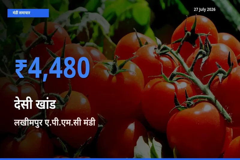 किसानों की पसंद बना लखीमपुर ए.पी.एम.सी, उत्तर प्रदेश, देसी खांड के सबसे अच्छे दाम