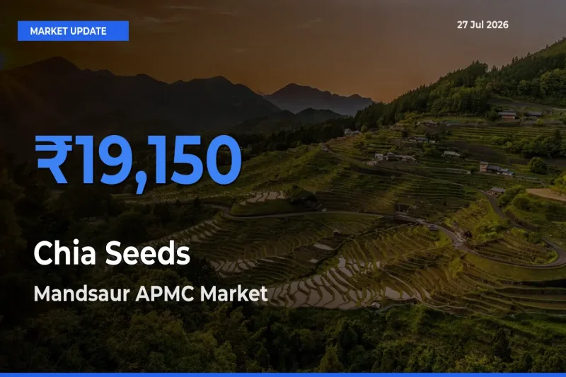 Top Performer! Mandsaur APMC, Madhya Pradesh Offers Best Chia Seeds Price Today