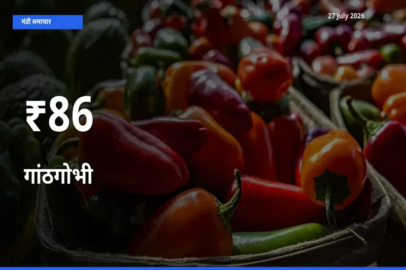 86+ मंडियों में गांठगोभी के दामों का एक जैसा ट्रेंड