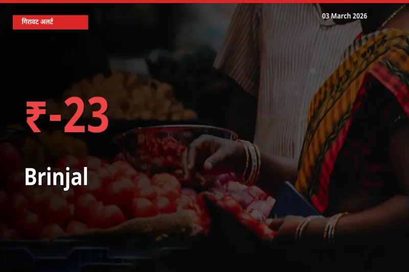 स्थानीय मंडी में बैंगन के दाम अचानक 22.92% गिरे, किसानों की चिंता बढ़ी