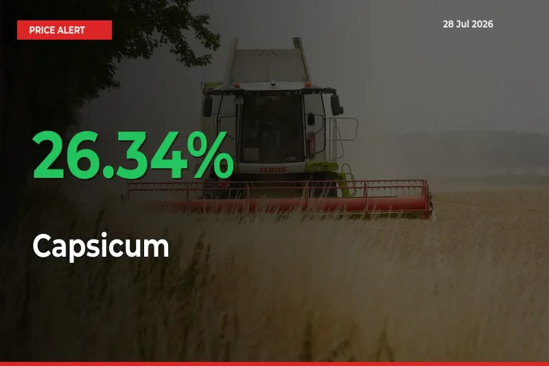 Why Capsicum Prices Rose 26.34% in a Day at Mandis