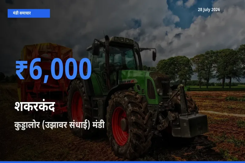 बाज़ार संकेत: कुड्डालोर (उझावर संधाई), तमिलनाडु बना शकरकंद के लिए आज की टॉप मंडी