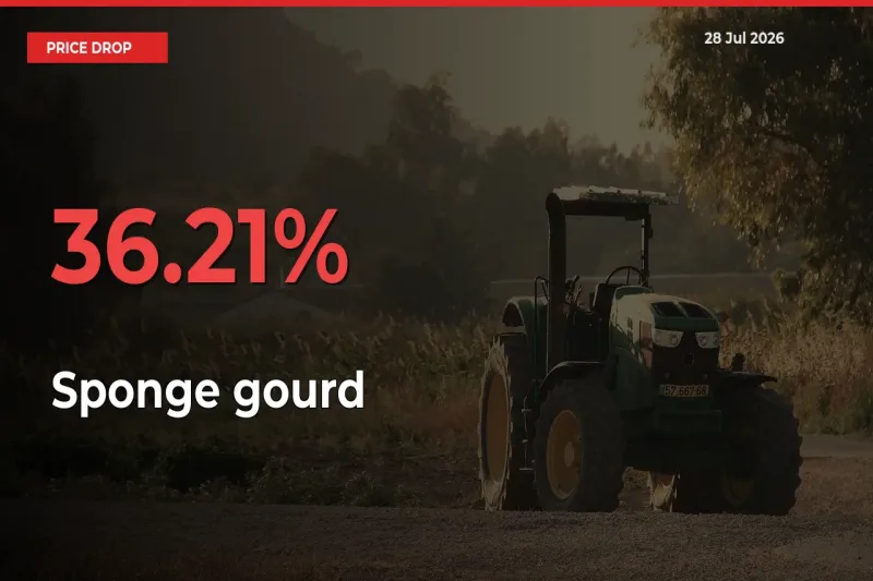 This Mandi Records 36.21% Fall in Sponge gourd Prices