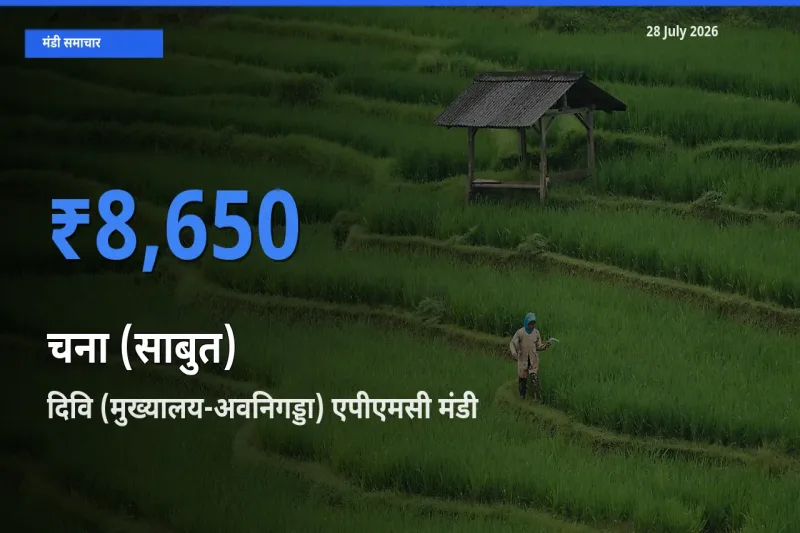 28 July अपडेट: चना (साबुत) के सबसे ऊँचे दाम दिवि (मुख्यालय-अवनिगड्डा) एपीएमसी, कृष्ण, आंध्र प्रदेश मंडी में