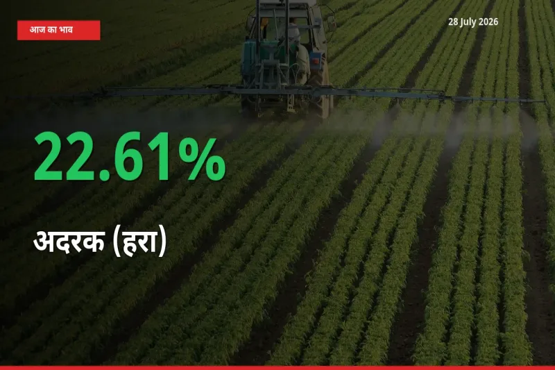 अचानक तेजी! मंडी में अदरक (हरा) के दाम 22.61% चढ़े