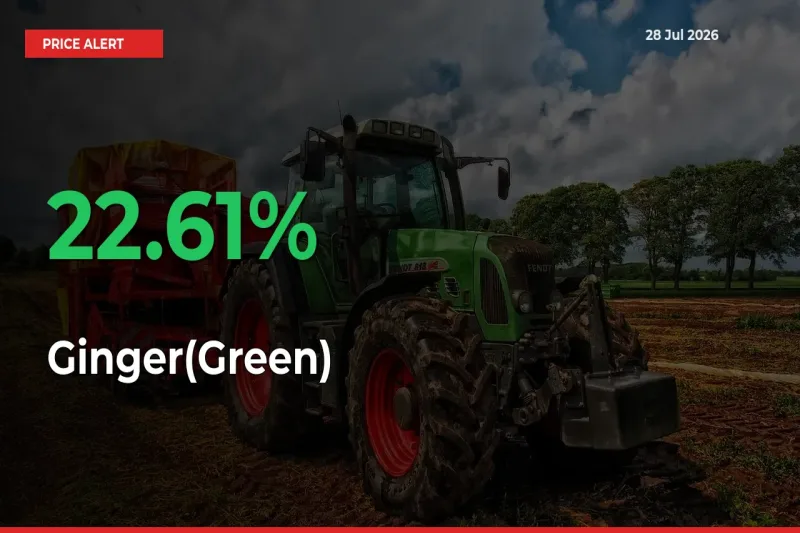 Big Rally! Ginger(Green) Climbs 22.61% in 24 Hours at Top Mandis