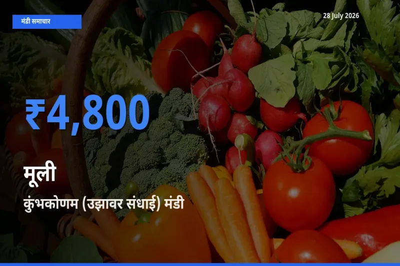 आज मूली के सबसे ऊँचे दाम ₹4,800 कुंभकोणम (उझावर संधाई), तंजावुर, तमिलनाडु मंडी में