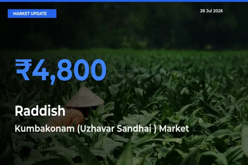 Kumbakonam (Uzhavar Sandhai ), Thanjavur, Tamil Nadu Emerges as Top Mandi for Raddish Prices Today