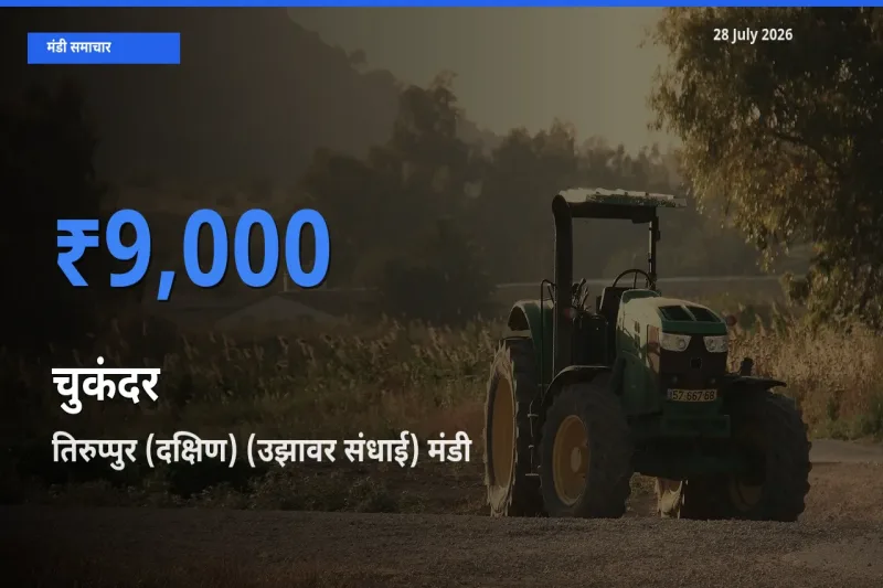 28 July अपडेट: चुकंदर के सबसे ऊँचे दाम तिरुप्पुर (दक्षिण) (उझावर संधाई), तिरुपुर, तमिलनाडु मंडी में