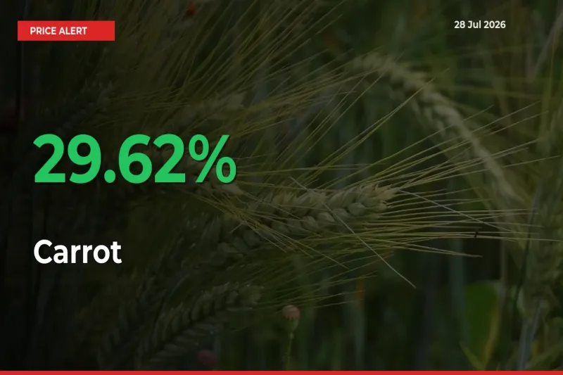 Sharp Jump! Carrot Prices Climb 29.62% in 24 Hours at Key Mandis