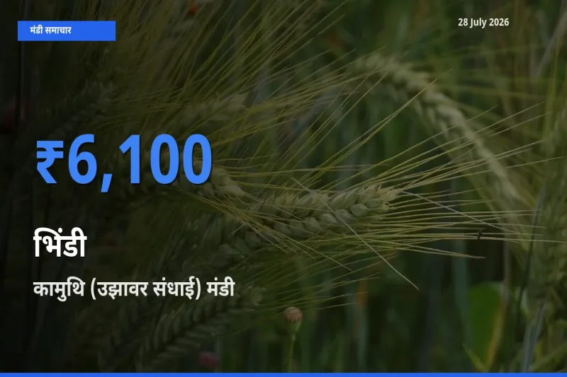 आज का मंडी भाव: भिंडी के सबसे ज़्यादा दाम कामुथि (उझावर संधाई), रामनाथपुरम, तमिलनाडु में