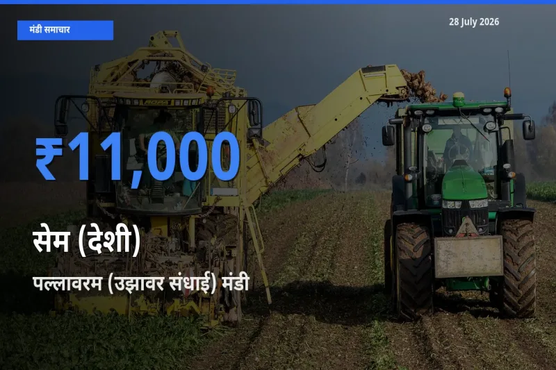 पल्लावरम (उझावर संधाई), चेंगलपट्टू, तमिलनाडु मंडी में सेम (देशी) ₹11,000 पर पहुँचा – आज का सर्वोच्च भाव