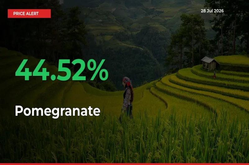Big Rally! Pomegranate Climbs 44.52% in 24 Hours at Top Mandis