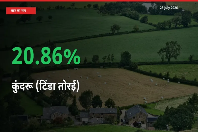 आज का मंडी भाव: कुंदरू (टिंडा तोरई) के दाम मंडी में 20.86% ऊपर