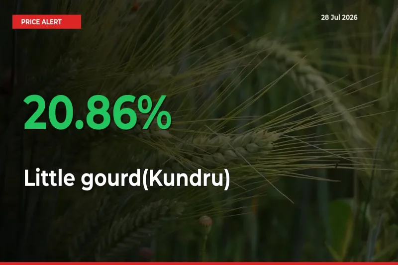 This Mandi Records 20.86% Jump in Little gourd(Kundru) Prices