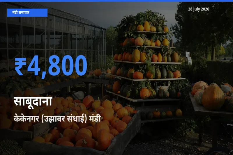 किसानों की पसंद बना केकेनगर (उझावर संधाई), तिरुचिरापल्ली, तमिलनाडु, साबूदाना के सबसे अच्छे दाम