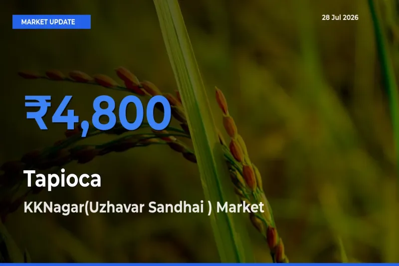 Tapioca Mandi Rate Today: KKNagar(Uzhavar Sandhai ), Thiruchirappalli, Tamil Nadu Tops the List