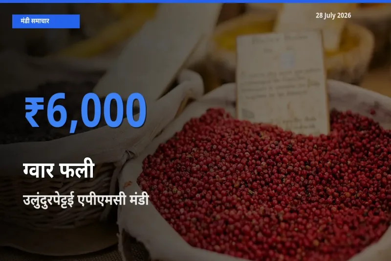 आज ग्वार फली के सबसे ऊँचे दाम ₹6,000 उलुंदुरपेट्टई एपीएमसी, विल्लुपुरम, तमिलनाडु मंडी में