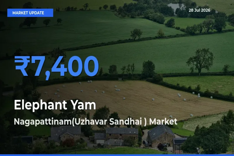 Elephant Yam Mandi Rate Today: Nagapattinam(Uzhavar Sandhai ), Tamil Nadu Tops the List