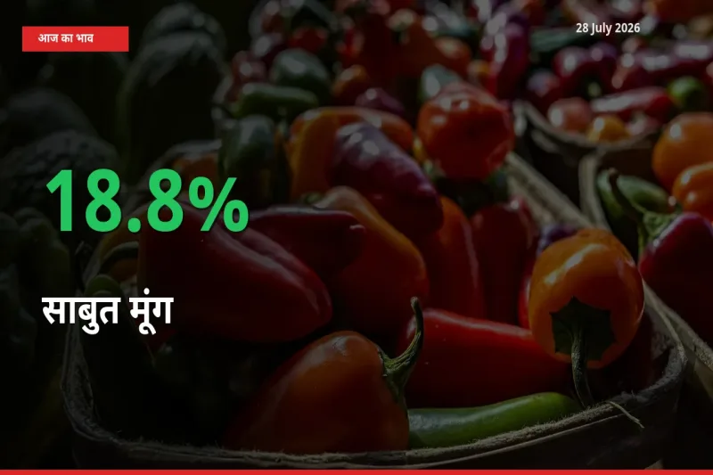 अचानक तेजी! मंडी में साबुत मूंग के दाम 18.8% चढ़े