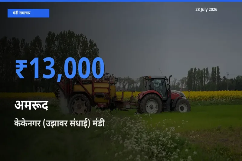 केकेनगर (उझावर संधाई), तिरुचिरापल्ली, तमिलनाडु में अमरूद का आज सबसे ऊँचा भाव