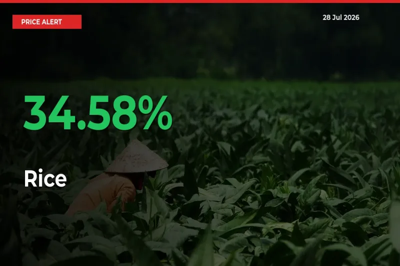 Farmers Cheer as Rice Prices Surge 34.58% in Local Mandis