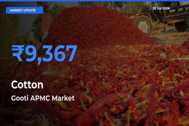 Gooti APMC, Ananthapuramu, Andhra Pradesh Offers ₹9,367 – Highest Cotton Rate Today