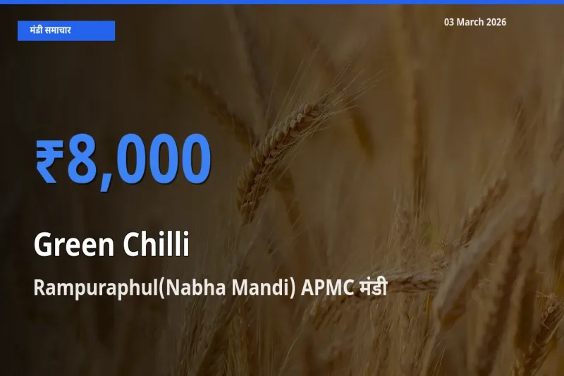 आज हरी मिर्च के सबसे ज़्यादा दाम Rampuraphul(Nabha Mandi) APMC मंडी में दर्ज