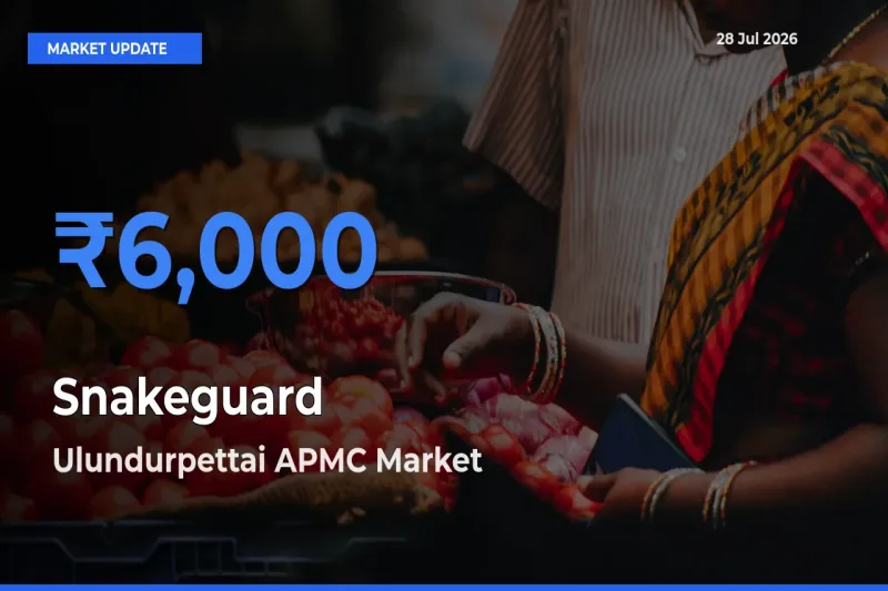 Snakeguard Mandi Rate Today: Ulundurpettai APMC, Villupuram, Tamil Nadu Tops the List