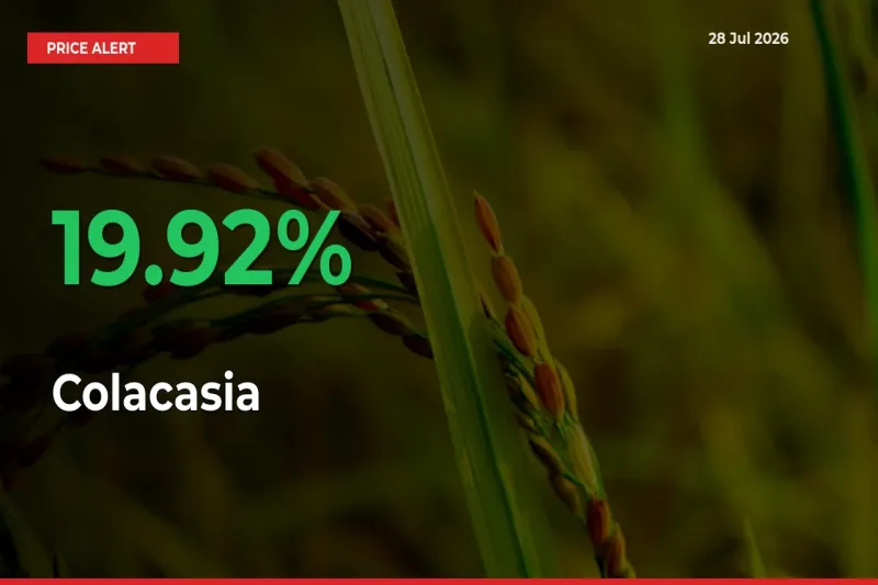 19.92% Spike in Colacasia Prices – Mandi Sees Sudden Rally